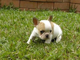 Usj Cream White French Bulldog - French Bulldog Dog