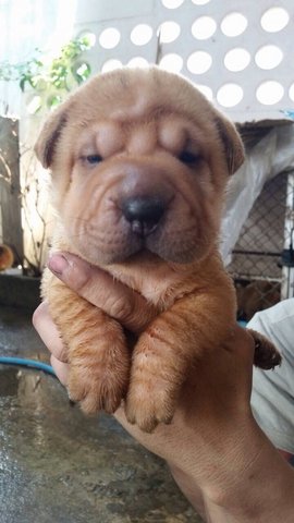 Usj Quality Shar Pei Sharpei - Shar Pei Dog