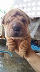 Usj Quality Shar Pei Sharpei - Shar Pei Dog