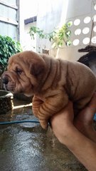 Usj Quality Shar Pei Sharpei - Shar Pei Dog