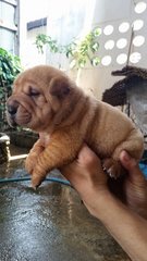 Usj Quality Shar Pei Sharpei - Shar Pei Dog