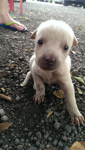 Olaf - Mixed Breed Dog