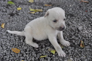 Olaf - Mixed Breed Dog