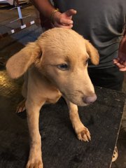 Cute Cute - Mixed Breed Dog