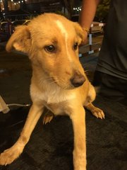 Brew Girl - Mixed Breed Dog