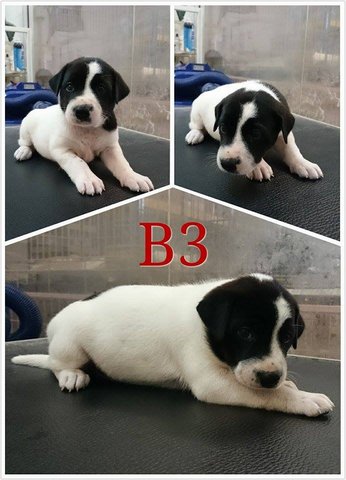 B3 - Mixed Breed Dog