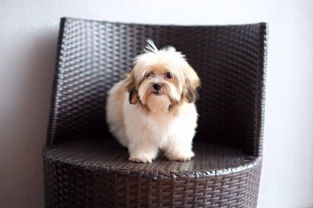 No Name Yet - Shih Tzu Dog