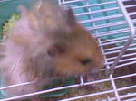 Tomey - Syrian / Golden Hamster Hamster