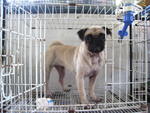 Mugsy - Pug Dog