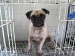 Mugsy - Pug Dog