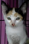 Cikeding - Calico Cat