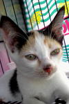 Cikeding - Calico Cat