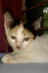 Cikeding - Calico Cat