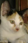 Cikeding - Calico Cat