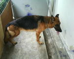 Renny - German Shepherd Dog Dog