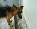 Renny - German Shepherd Dog Dog