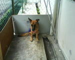 Renny - German Shepherd Dog Dog