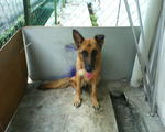 Renny - German Shepherd Dog Dog