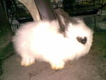 panda hotot fr sale