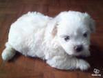 Maltese Puppies  - Maltese Dog