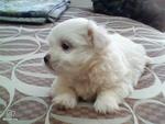 Maltese Puppies  - Maltese Dog