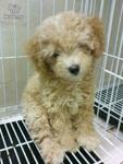 Cute Toy Poodle - Poodle Dog