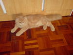 Tommy - Persian Cat