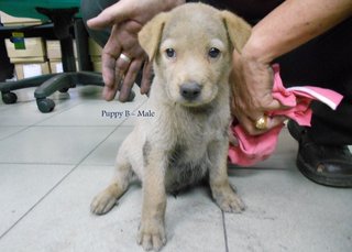 Puppies For Adoption In Ipoh - Mixed Breed Dog