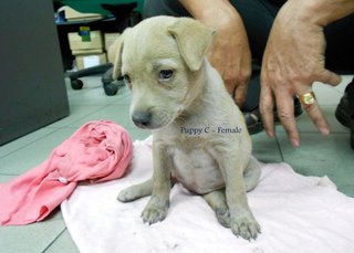 Puppies For Adoption In Ipoh - Mixed Breed Dog