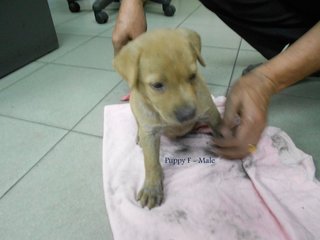 Puppies For Adoption In Ipoh - Mixed Breed Dog