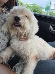 Scruffy - Poodle + West Highland White Terrier Westie Dog