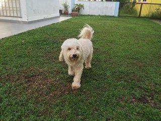 Scruffy - Poodle + West Highland White Terrier Westie Dog