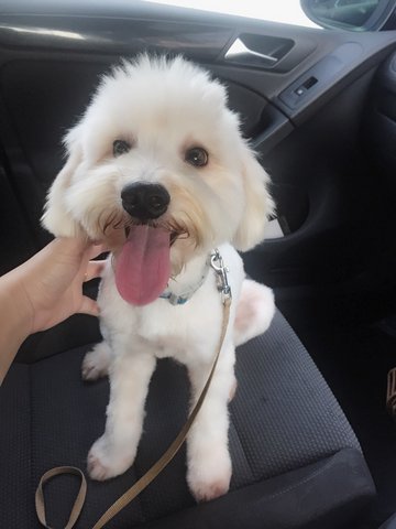 Scruffy - Poodle + West Highland White Terrier Westie Dog