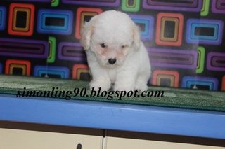 White Tiny Toy Poodle - Poodle Dog