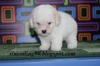 White Tiny Toy Poodle - Poodle Dog