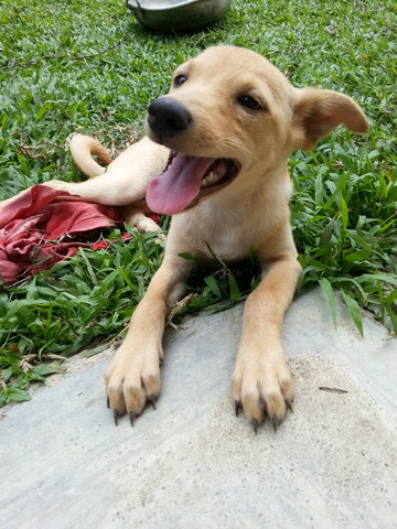 Gretel - Mixed Breed Dog