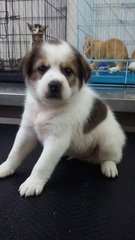 Bernard  - Saint Bernard Mix Dog