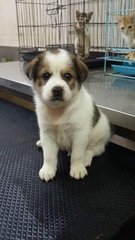 Bernard  - Saint Bernard Mix Dog