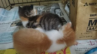 2 Rescue Kittens - Domestic Short Hair Cat