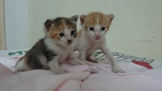 2 Rescue Kittens - Domestic Short Hair Cat