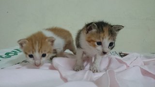 2 Rescue Kittens - Domestic Short Hair Cat