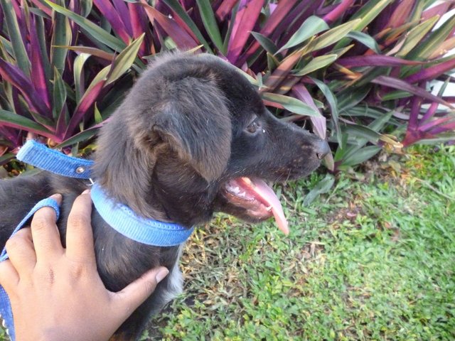 Xena - Black Labrador Retriever Mix Dog