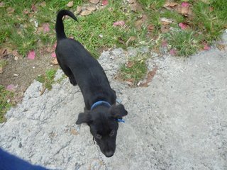 Xena - Black Labrador Retriever Mix Dog