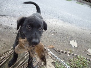 Xena - Black Labrador Retriever Mix Dog