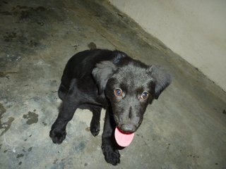 Xena - Black Labrador Retriever Mix Dog