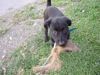 Xena - Black Labrador Retriever Mix Dog