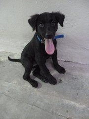 Xena - Black Labrador Retriever Mix Dog