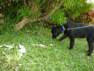 Xena - Black Labrador Retriever Mix Dog