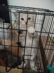 Naughty gurl(cage only for housekeeping purpose)