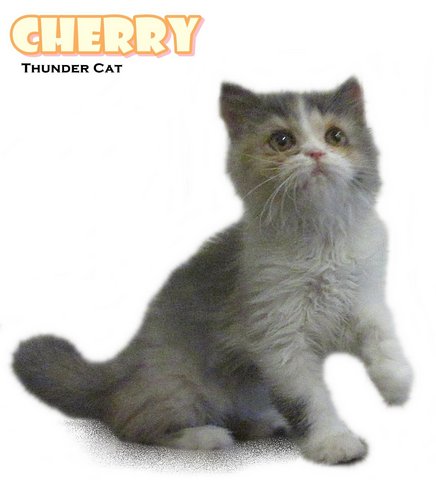 Chery - Persian Cat